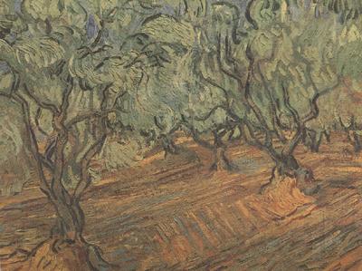 Vincent Van Gogh Olive Grove:Bright Blue Sky (nn04)
